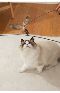 Interactive cat wand with natural grey feathers and wooden bead for ragdoll cat play