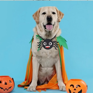 Golden retriever wearing orange Halloween pumpkin cloak and spider charm decoration