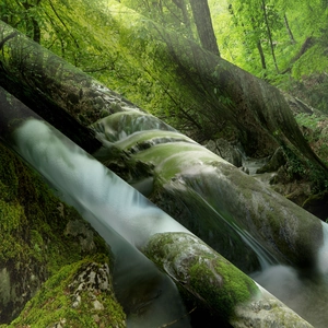 Detail of high-quality forest landscape print on textured fabric rolls for wall decor