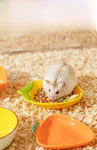 Close-up of a hamster eating from a carrot-shaped ceramic bowl on wood shavings