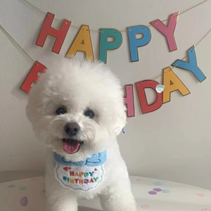 Close-up of Bichon dog wearing a white Happy Birthday embroidered pet bib with blue trim