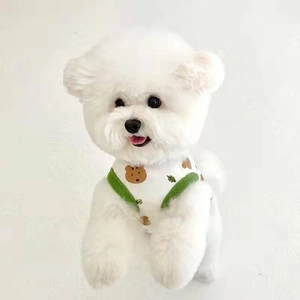 White pet vest with bear pattern and green trim on a Bichon Frise dog for summer
