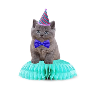 Détail d'un chaton British Shorthair gris sur une décoration en papier alvéolé cyan