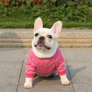 Close-up of pink knitted pet sweater for dogs and cats with ribbed cuffs on French Bulldog