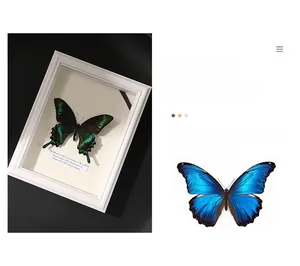 Detail of Papilio blumei and ulysses butterfly specimens in a white shadow box frame