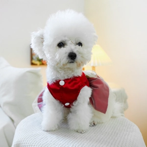 White Bichon dog wearing a red satin princess dress with a bow in a warm home setting