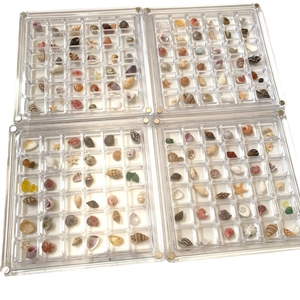 Set of four 36-grid clear acrylic specimen boxes with diverse natural seashells and conches