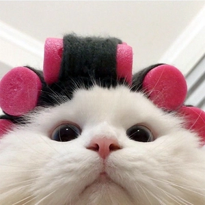 Funny cat headwear featuring pink sponge rollers and black knitted headband for pets