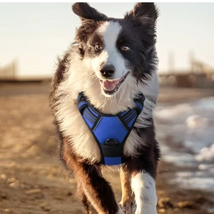 Blue reflective mesh dog harness for medium large breeds on a sandy beach setting