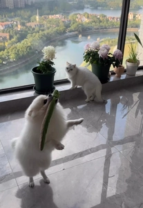 White Pomeranian dog playing with a green plush squeaky toy on a scenic urban terrace
