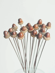 Close-up of natural dried acorns with stems and textured caps on a white background