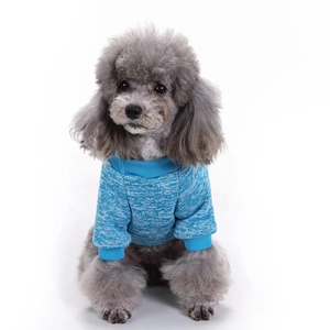Nahaufnahme der blauen Hundepullover-Textur an einem kleinen grauen Pudel