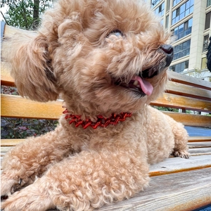 Close-up of a red heart chain pet necklace on a brown poodle in an outdoor setting