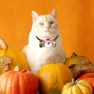 Witte kat met kerststrik voor huisdieren en Kerstman tussen diverse pompoenen