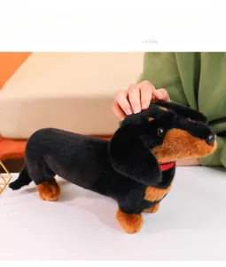 Detail of smooth black and tan dachshund plush fur with a classic red collar accent