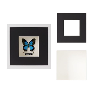 Minimalist white shadow box frame with glass and butterfly art specimen display