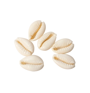 Macro detail of six natural white sea shells for handmade jewelry and DIY craft making