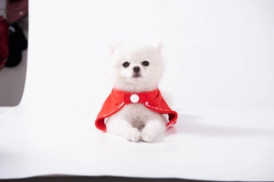 Nahaufnahme eines weißen Hundes mit einem festlichen roten Weihnachts-Haustierumhang