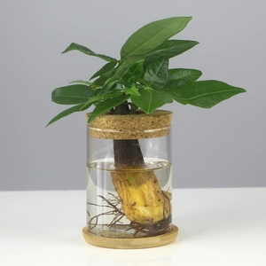 Macro view of transparent glass hydroponic vase with cork lid and natural bamboo base