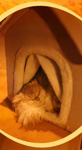 Primer plano del interior de felpa suave y tela gruesa de la casa cálida para gatos