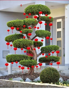 Close-up of decorative red velvet mini lanterns with tassels hanging on a bonsai tree
