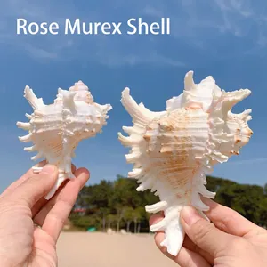 Pair of natural Chicoreus palmarosae seashells with coral-like ridges for beach home decor