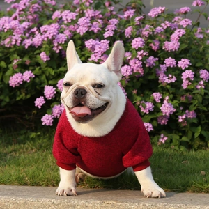 French Bulldog in deep red knitted pet sweater outdoors amidst purple flowers