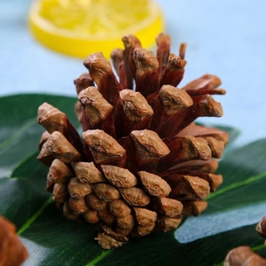 Natural dried pine cone ornament for Christmas decor with open scales and wood texture