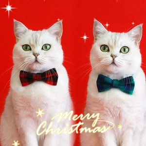 Christmas cat collars with plaid bowknot and bells on two white cats in red background
