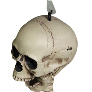 Lifelike plastic skull prop for Halloween decor with vintage finish and hanging rope