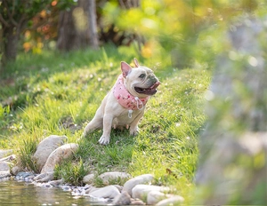 Pink flamingo pattern pet cooling collar with adjustable drawstring on French Bulldog