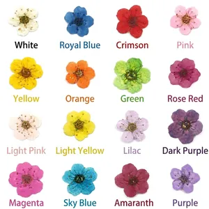 Set of 16 multicolor dried plum blossoms for DIY nail art and resin craft decoration