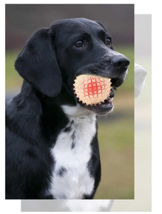 Close-up of a dog holding a spiky rubber dental chew ball in mouth outdoors