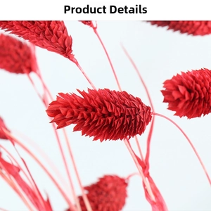 Macro close-up of vibrant red dried Phalaris grass flower head with fine textures