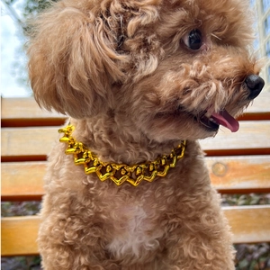 Close-up of golden pet cuban link necklace worn by a brown poodle on a wooden bench