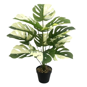Detail of variegated Monstera plant leaf texture in a black pot with white background