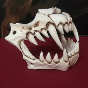 Vue latérale macro d'un crâne d'animal en résine avec des dents de carnivore réalistes