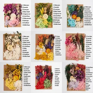 Natural Dried Preserved Flowers For DIY Crafts Handmade Photo Frame Greeting Card Assorted Real Pressed Floral Collection