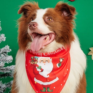 Detailed view of a Border Collie wearing a red Merry Christmas dog bandana scarf