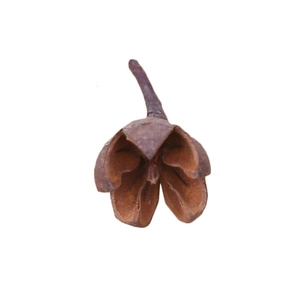 Natural dried brown lotus pod decoration for rustic floral arrangements and prop styling