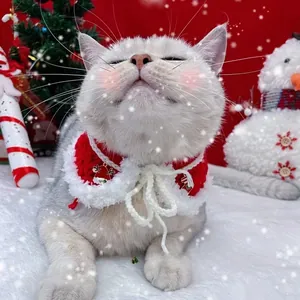 Gros plan du collier de Noël en tricot rouge avec pendentif Père Noël pour chat