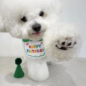 Detail of Bichon wearing cotton birthday bib with HAPPY BIRTHDAY embroidery and green party hat