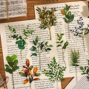 Vintage botanical PET stickers featuring eucalyptus and ferns on retro paper background
