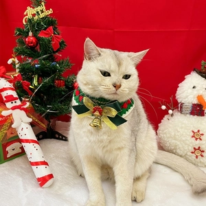 Gros plan d'un collier de Noël tricoté avec nœud vert et clochette pour chat