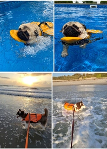 Détail du gilet de sauvetage pour chien avec poignée de sécurité et bandes réfléchissantes