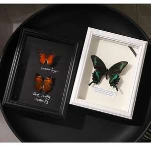 Detail of wooden shadow boxes featuring tiger and red sawfly butterfly specimens