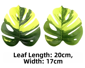 Detail of two variegated monstera leaves showing 20cm by 17cm dimensions on white background