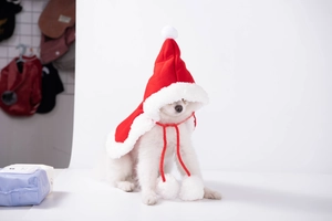 Kleiner weißer Hund trägt ein festliches rotes Weihnachts-Umhang- und Hut-Set