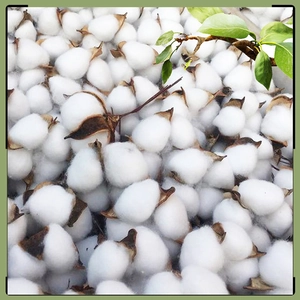 Natural Dried Cotton Heads With Iron Wire For DIY Floral Arrangement Christmas Tree Decoration Rustic Home Decor