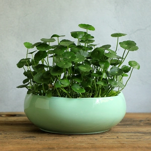 Hydroponic green pennywort plant in a round light green ceramic pot on a wooden table